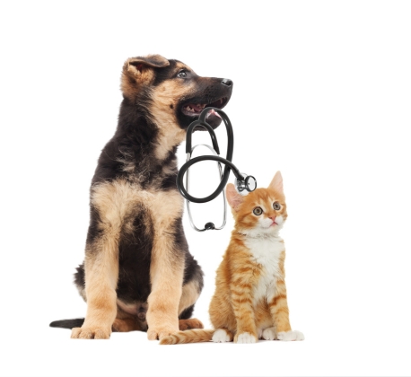 Vaccine - Rabies (Cat/Dog)